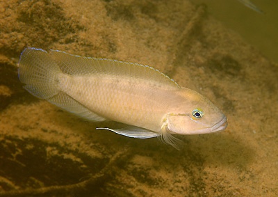 Telmatochromis cf. temporalis 'Kalambo Lodge'
